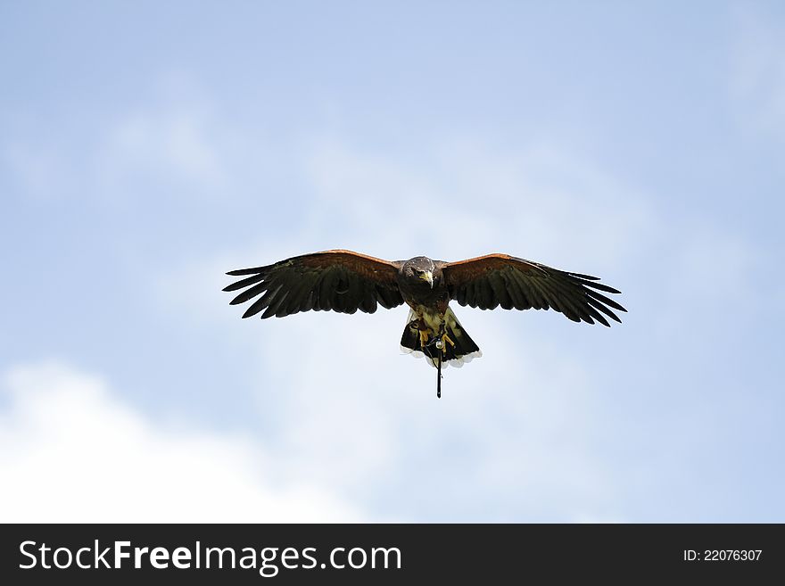 Falconers Flying Friend
