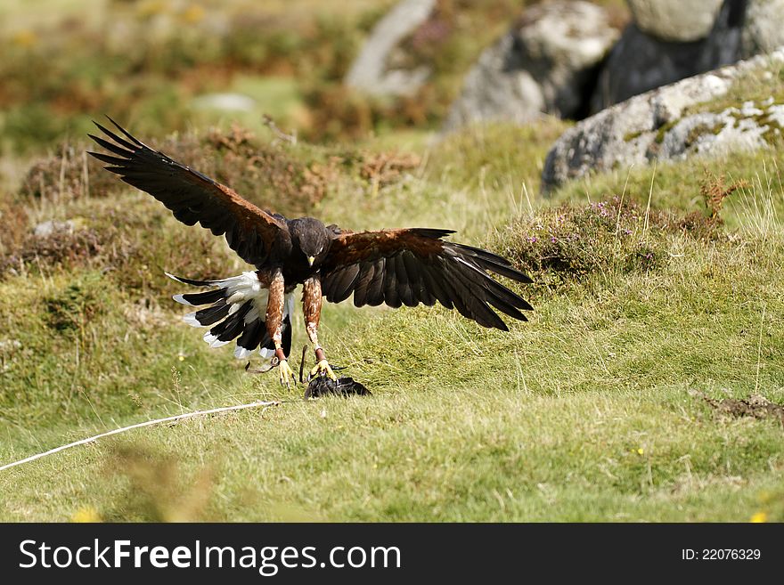 Falconers Harris Hawk landing on the lure. Falconers Harris Hawk landing on the lure