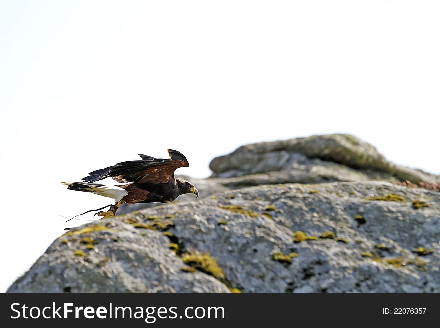 Harris Hawk flying amongst Bone Hill Rocks on Dartmoor. Harris Hawk flying amongst Bone Hill Rocks on Dartmoor