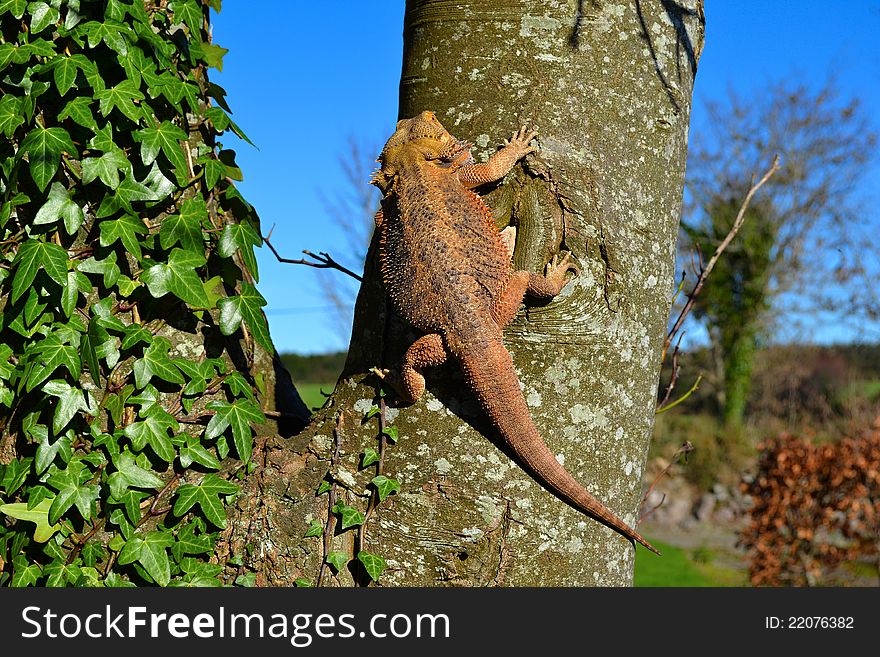 Nice bearded dragon, male on tree, pogona vitticeps