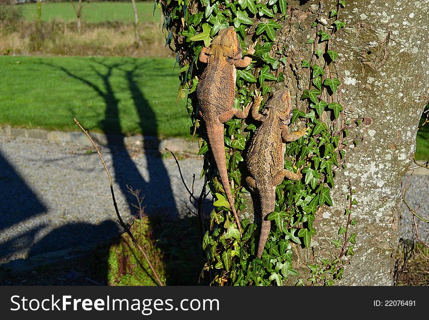 Nice bearded dragon, male and female on tree, pogona vitticeps