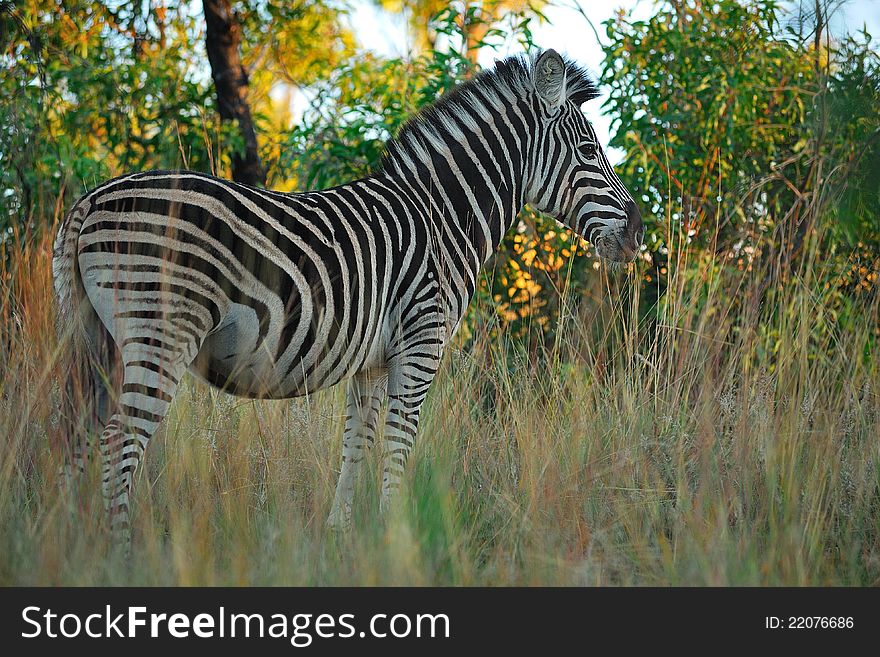 Burchell's Zebra (Equus burchellii) is the most common type of zebrid mammal with a white black coloring (South Africa). Burchell's Zebra (Equus burchellii) is the most common type of zebrid mammal with a white black coloring (South Africa).