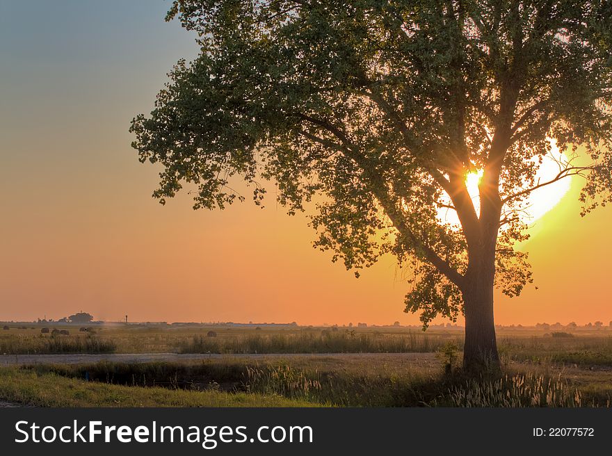 Crone of tree on a sky abstract