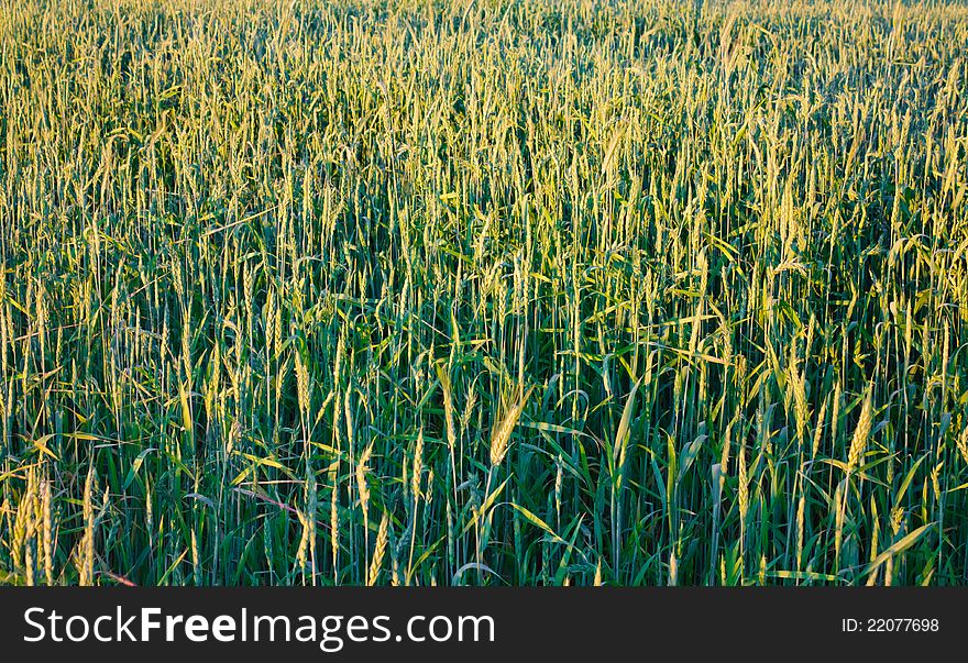 Green wheat field