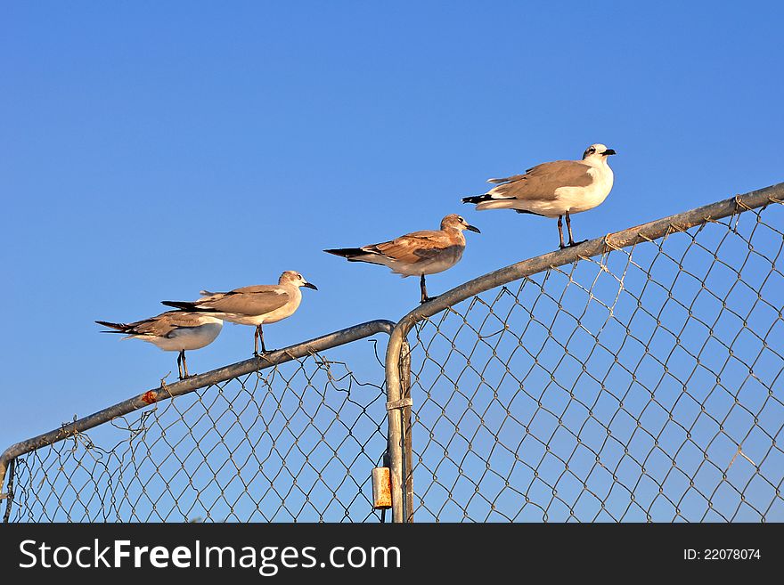 Seagulls on a metal fence at the beach