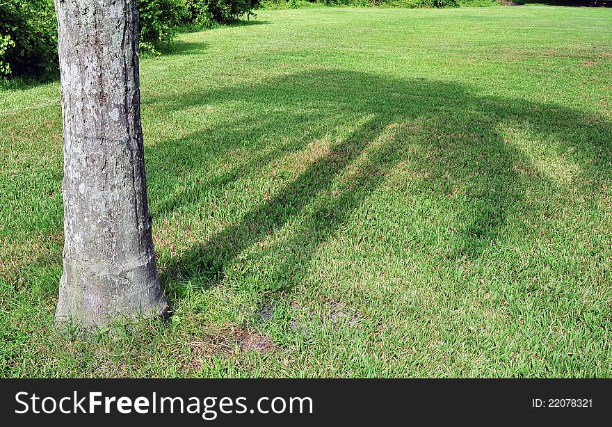 A palm tree casting a large shadow on the grass. A palm tree casting a large shadow on the grass