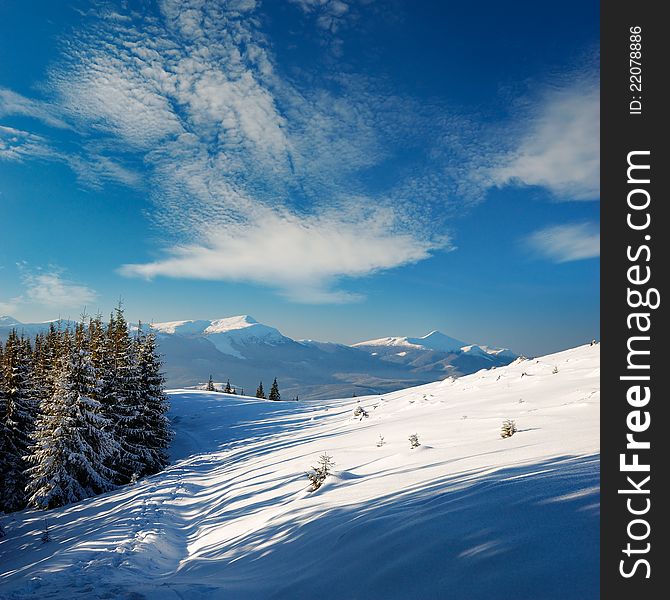 Winter landscape with fur-trees and fresh snow. Ukraine, Carpathians