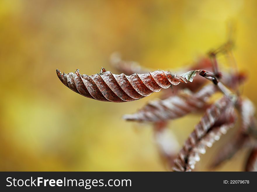 Withered leaf on autumnal background