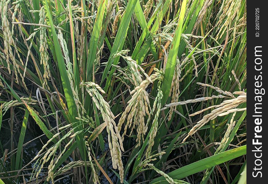 Rice plants that are starting to turn yellow. File 2