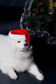 Santa Dog Stock Images Santa Dog Stock Images