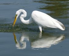 Great White Egret Royalty Free Stock Photography Great White Egret Royalty Free Stock Photography