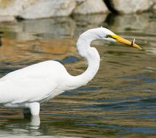 Great White Egret Royalty Free Stock Photography Great White Egret Royalty Free Stock Photography