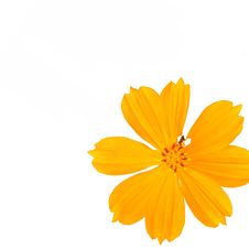 Yellow Cosmea Flower Isolated On White Background Royalty Free Stock Images