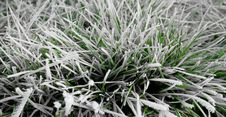 Frozen Grass Royalty Free Stock Photography Frozen Grass Royalty Free Stock Photography
