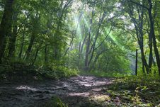 Footpath In The Forest Stock Photo Footpath In The Forest Stock Photo