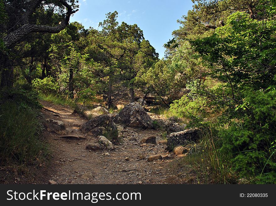 Summer Trees And Rocks