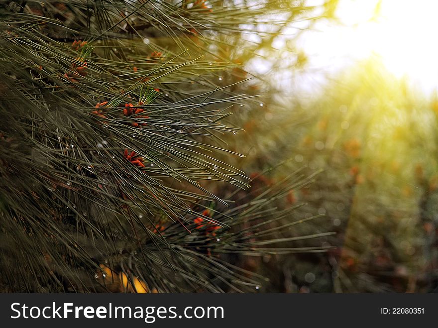 Wild Spruce with waterdrops