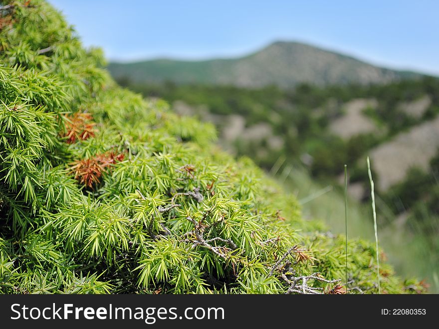 Wild Spruce in the mountains