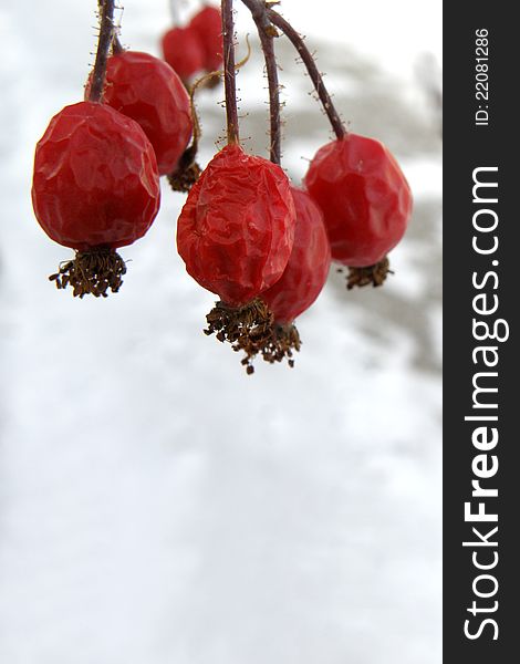 Frozen red berries with a white background.