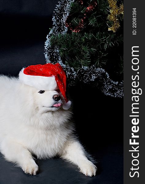 Santa-dog laying under christmas tree. Santa-dog laying under christmas tree