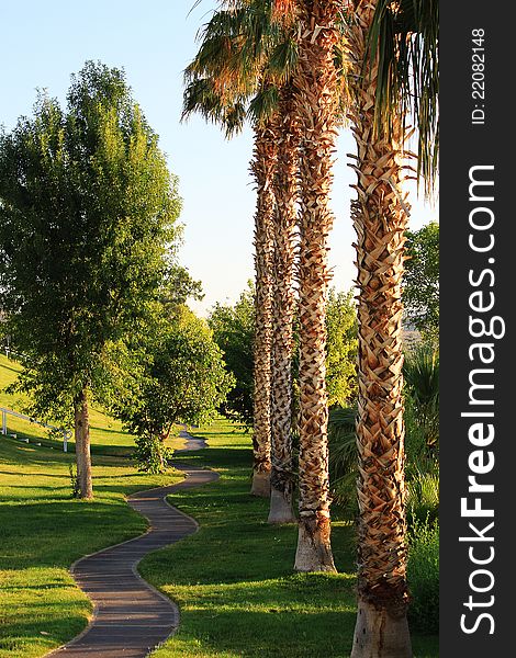 Park with palm trees and sidewalk curving through middle. Park with palm trees and sidewalk curving through middle.