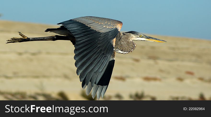 Side view of the Great Blue Heron in flight. Side view of the Great Blue Heron in flight