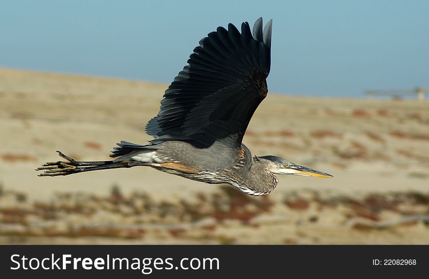 Side view of the Great Blue Heron in flight. Side view of the Great Blue Heron in flight
