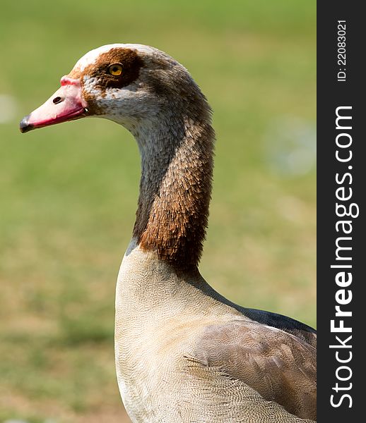 Photo of Egyptian Goose taken at Goldenwest Park in Huntington Beach, California