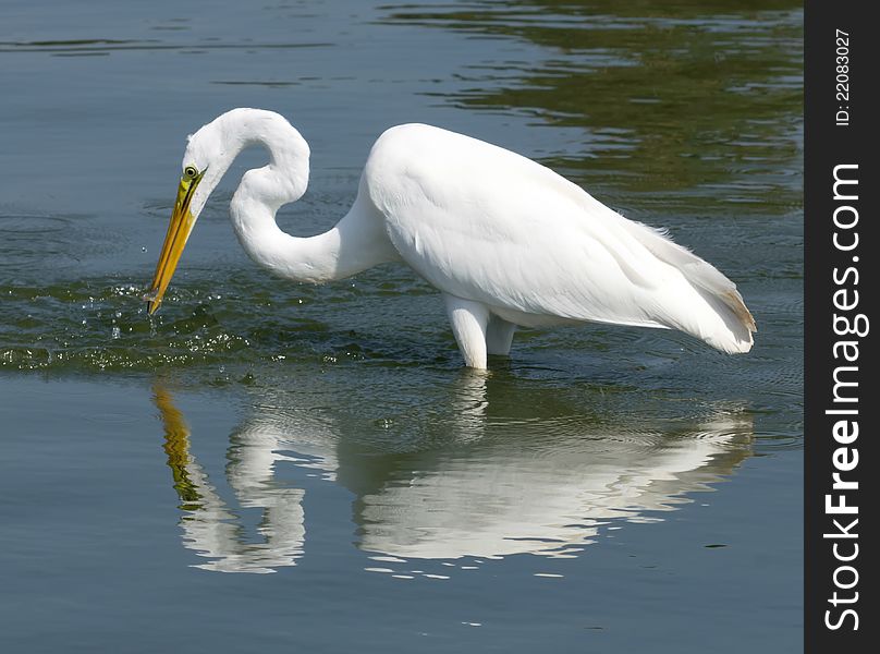 Photo of Great White Egret taken in Huntington Beach, California