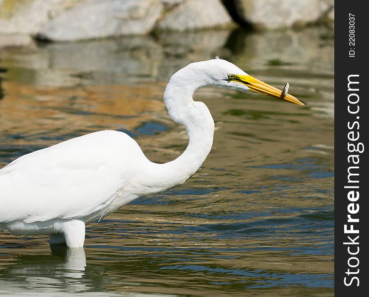 Photo of Great White Egret taken in Huntington Beach, California