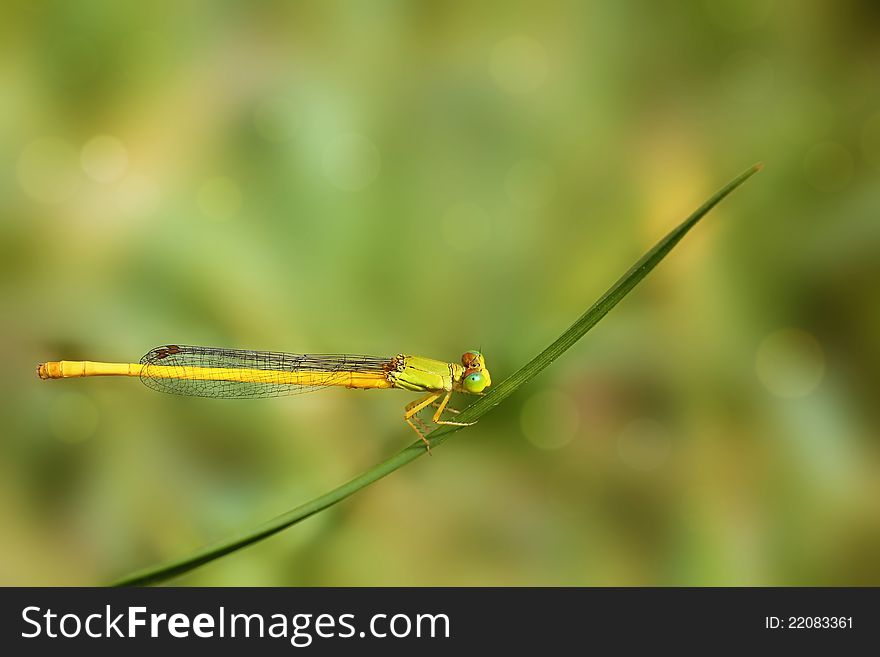 Yellow dragonfly resting on a blade of grass