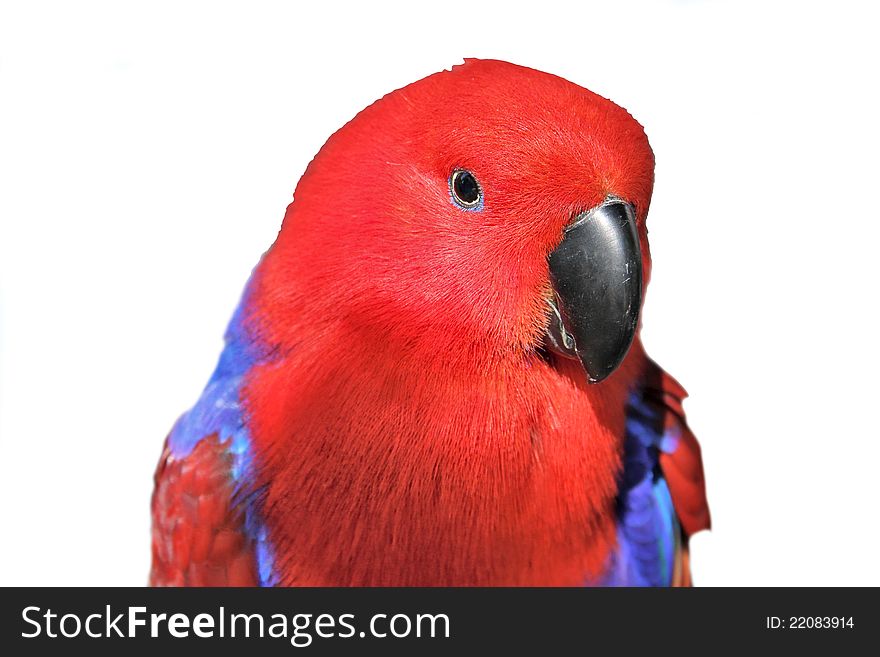 Portret of red parrot macaw isolated