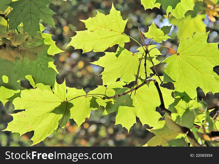 Autumn leafs of maple close up