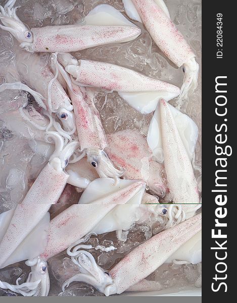 Raw squids in ice for cooking , Loligo formosana Sasaki