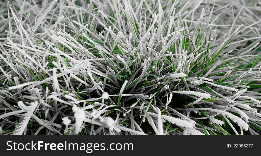 Green Grass covered by ice. Green Grass covered by ice