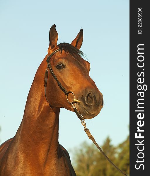 Portrait of nice bay horse sunny evening