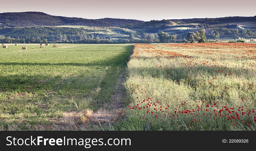Hay And Poppies