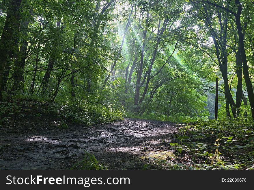 Footpath in the forest