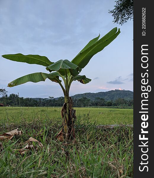 Small Banana Tree Still Growing