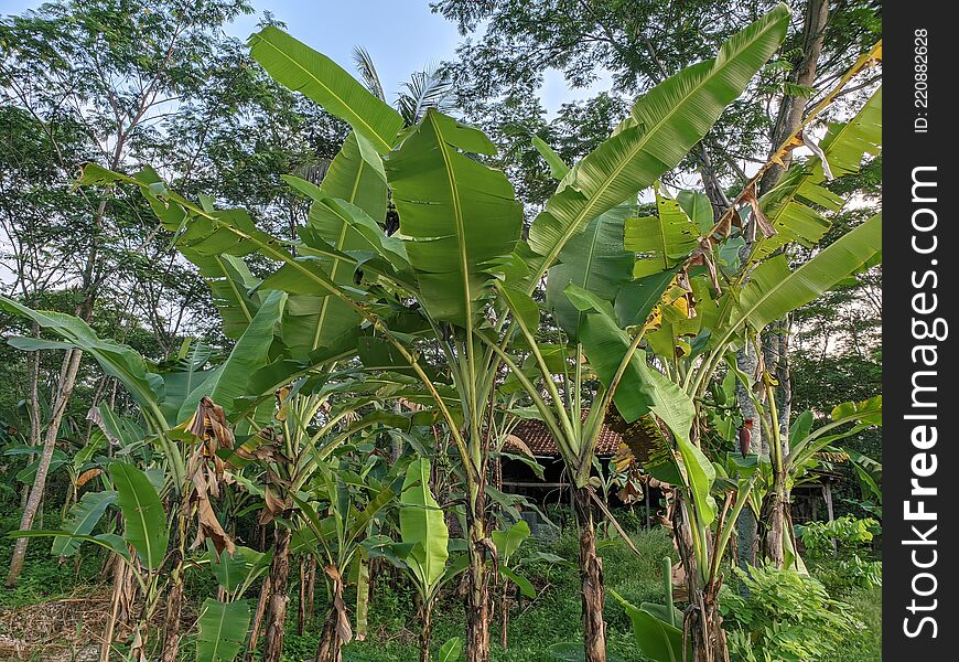 Banana tree growing in the garden