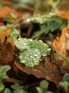 Autumn Dew Stock Images Autumn Dew Stock Images
