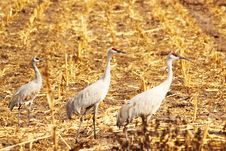 Three Sandhill Cranes Royalty Free Stock Image Three Sandhill Cranes Royalty Free Stock Image