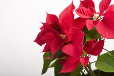 Closeup With Red Poinsettia Stock Images Closeup With Red Poinsettia Stock Images