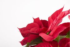Red Flower For Christmas Gifts Stock Image Red Flower For Christmas Gifts Stock Image