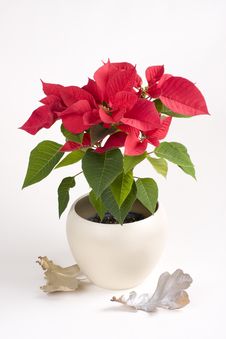 Pot With Red Christmas Flower Royalty Free Stock Images Pot With Red Christmas Flower Royalty Free Stock Images