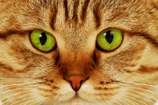 Close-up Portrait Of Green-eyed Cat Stock Images