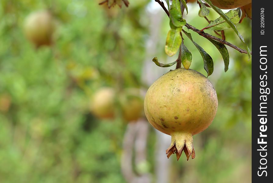 A pomegranate fruit hangs from its tree waiting to be picked. A pomegranate fruit hangs from its tree waiting to be picked