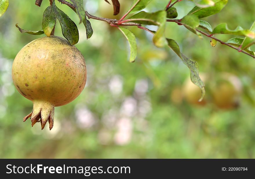 A pomegranate fruit hangs from its tree waiting to be picked. A pomegranate fruit hangs from its tree waiting to be picked