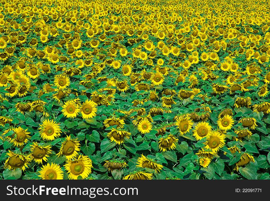 Green and yellow - lots of sunflowers. Green and yellow - lots of sunflowers