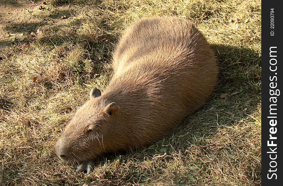 Wombats are Australian marsupials; they are short-legged, muscular quadrupeds, approximately 1 metre in length with a short, stubby tail.